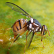 Illustration for article titled Four Of The Most Destructive Farm Pests Are Actually One Species